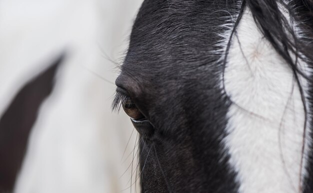 Photo un gros plan d'un cheval