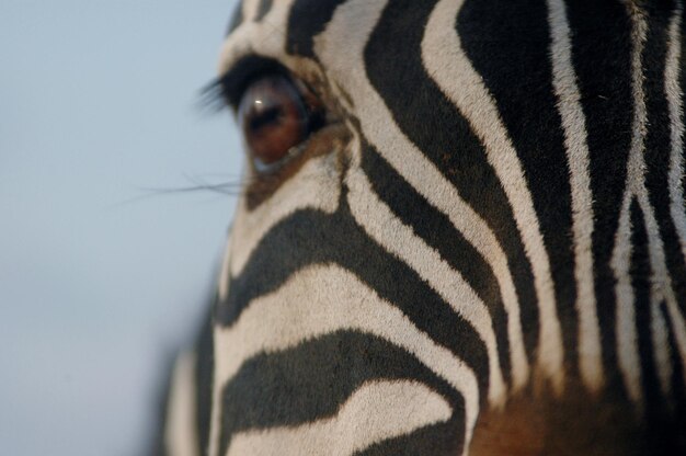 Photo un gros plan d'un cheval