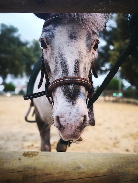 Photo un gros plan d'un cheval