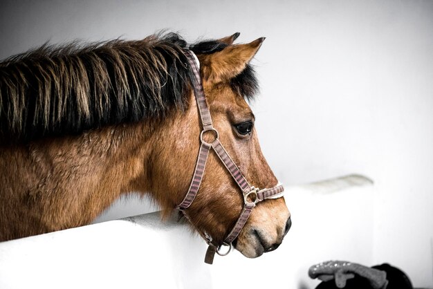 Photo un gros plan d'un cheval