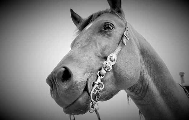 Photo un gros plan d'un cheval