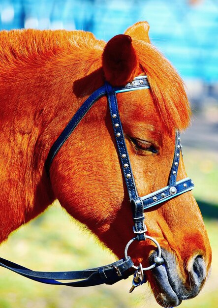 Photo un gros plan d'un cheval