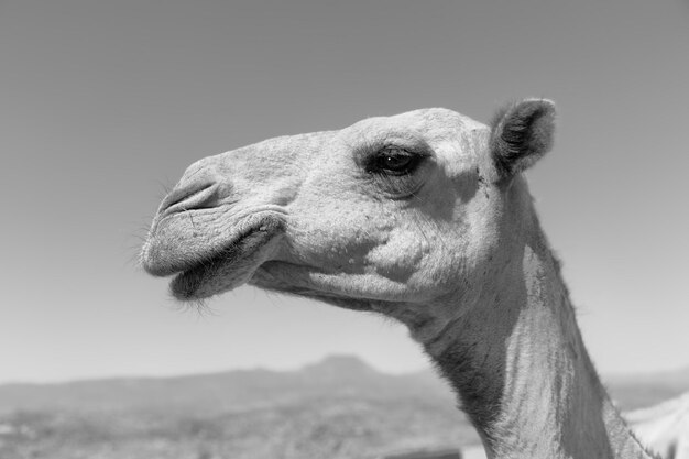 Photo un gros plan d'un cheval