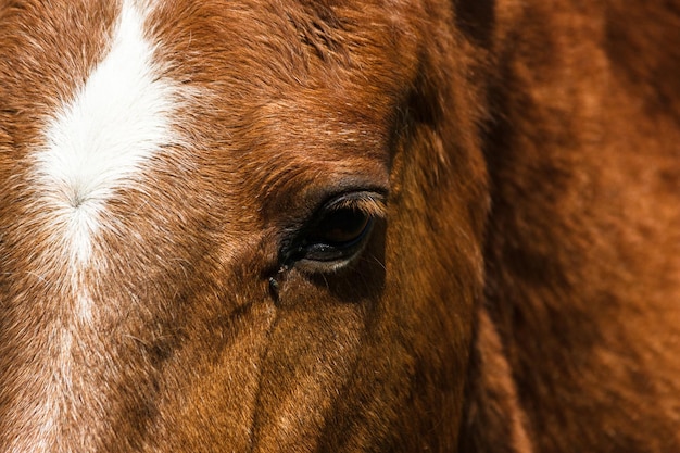 Un gros plan d'un cheval