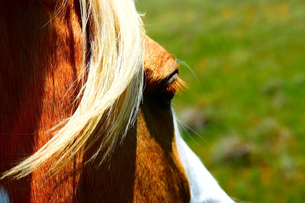 Photo un gros plan d'un cheval