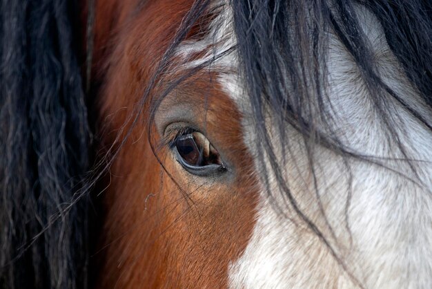 Un gros plan d'un cheval