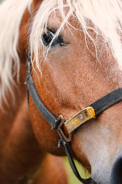 Photo un gros plan d'un cheval