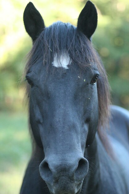 Un gros plan d'un cheval