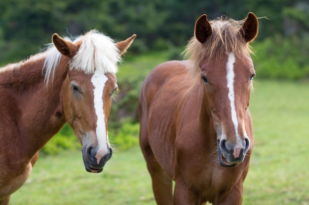 Gros plan de chevaux trop châtains avec des rayures blanches et de longues têtes de crinière rapprochées sur fond d'arbres verts flous. Concept d'intelligence et de fidélité.