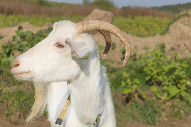 Gros plan d'une chèvre blanche avec un fond vert dans le domaine