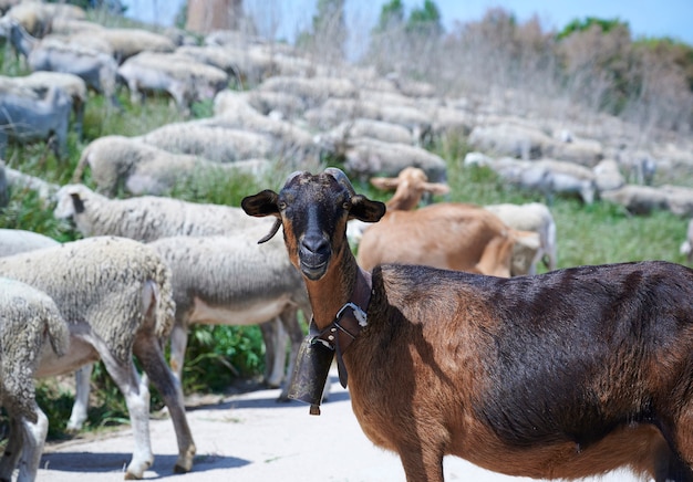 Gros plan de chèvre brune avec troupeau de chèvres derrière