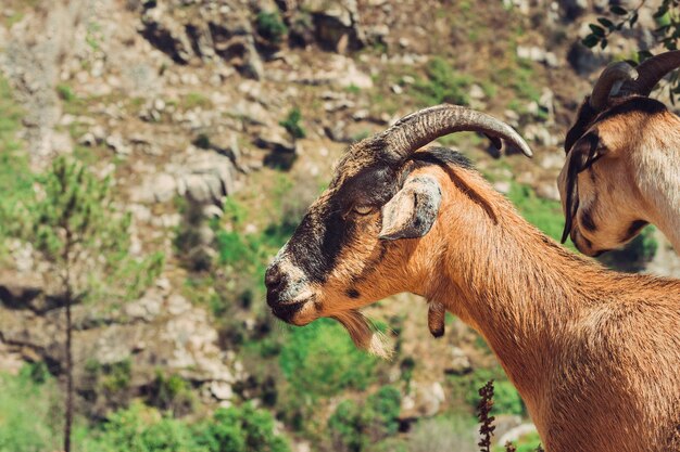 Photo un gros plan d'une chèvre sur le champ