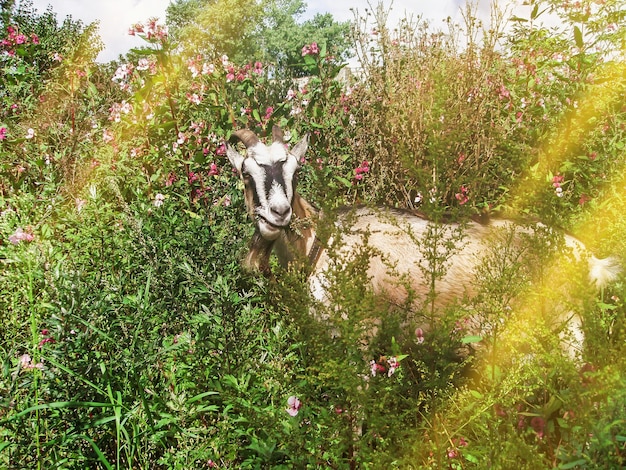 Gros plan d'une chèvre femelle Chèvre brune dans un champ Chèvre avec bouquet d'herbe verte luxuriante Gros plan d'une chèvre brune Chèvre brune drôle mâchant un bouquet d'herbe verte