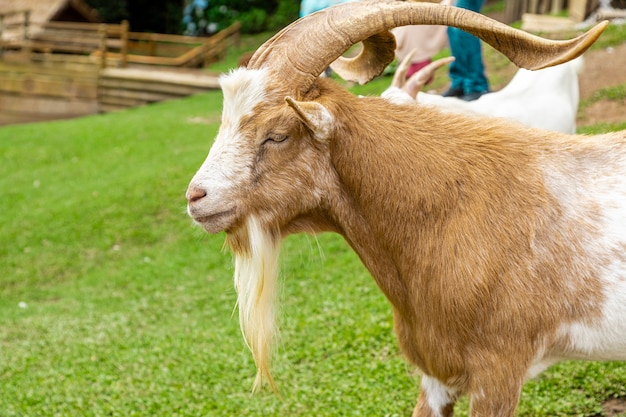 Gros plan sur la chèvre à la ferme.