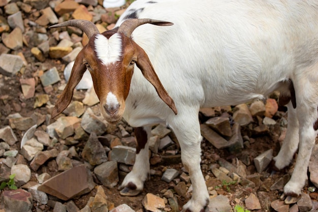 Gros plan d'une chèvre regardant la caméra sur la nature dans la campagne thaïlandaise