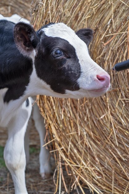 Photo un gros plan d'une chèvre