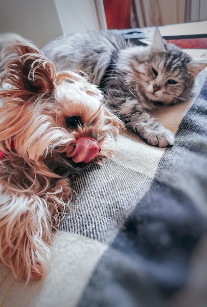 Photo un gros plan d'un chien au repos