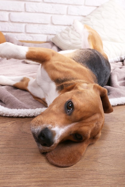 Gros plan de chien Beagle