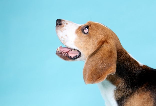 gros plan, chien beagle