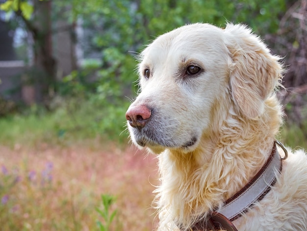 Gros plan de chien de beauté Golden retriever.