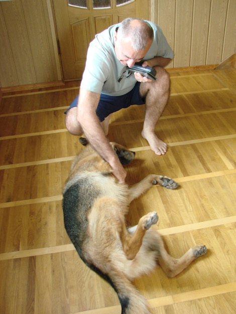 Gros plan d'un chien de berger allemand avec des yeux intelligents et de la langue pendante Le chien joue et se repose