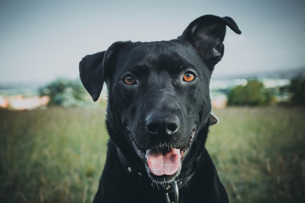 Gros plan d'un chien de berger de Majorque noir portrait dans un parc pendant la journée