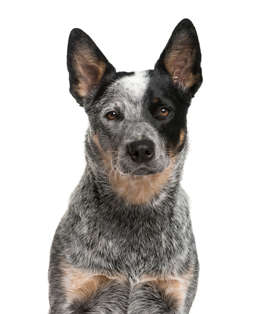 Gros plan d'un chien de bétail australien devant un mur blanc