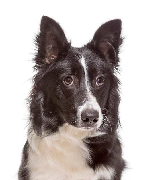 Gros plan d'un chien Border Collie