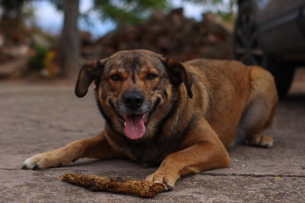 Gros plan d'un chien brun couché avec sa langue après avoir joué avec un bâton