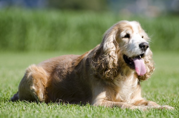 Gros plan d'un chien Cocker Spaniel brun sur l'herbe