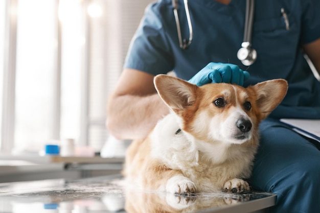 Gros plan d'un chien corgi allongé sur une table médicale par un jeune vétérinaire masculin