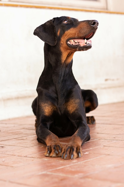 Gros plan d'un chien dobermann noir assis sur le sol