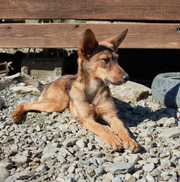 Un gros plan d'un chien errant couché sur un sol graveleux