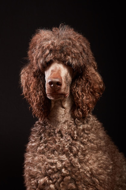 Un gros plan d'un chien sur un fond noir