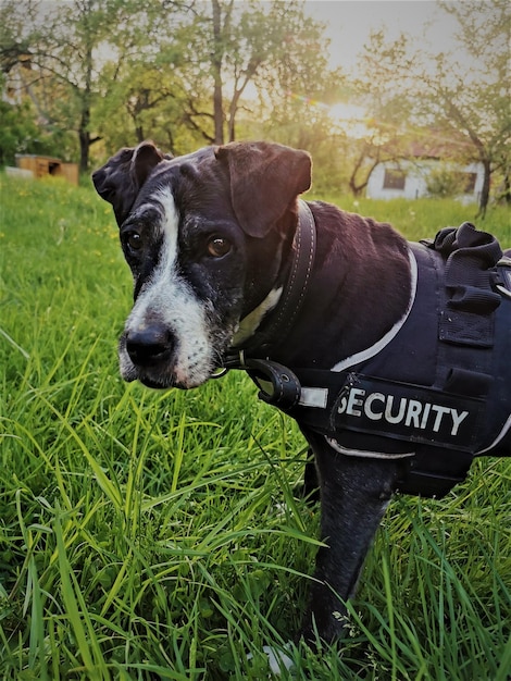 Photo un gros plan d'un chien sur l'herbe