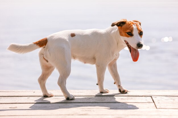 Gros plan chien Jack Russell Terrier