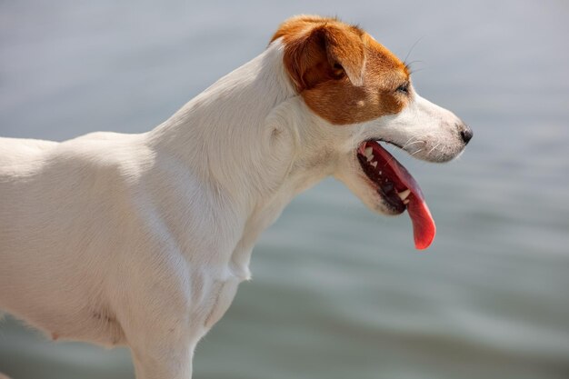 Gros plan chien Jack Russell Terrier