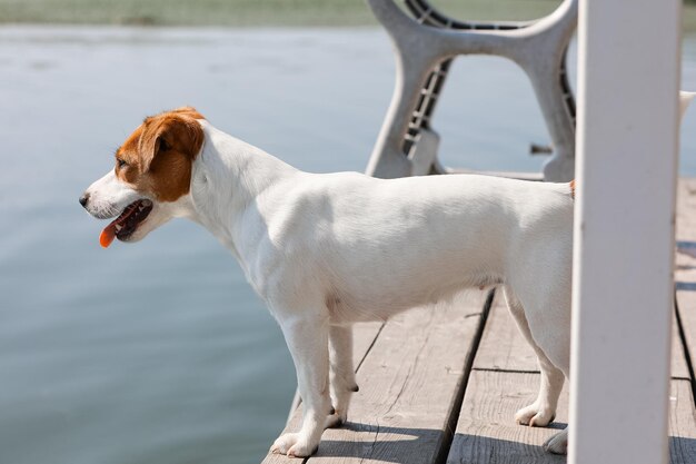 Gros plan chien Jack Russell Terrier