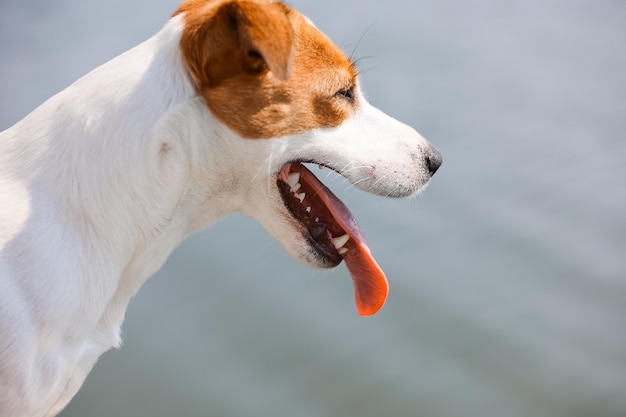 Gros plan chien Jack Russell Terrier