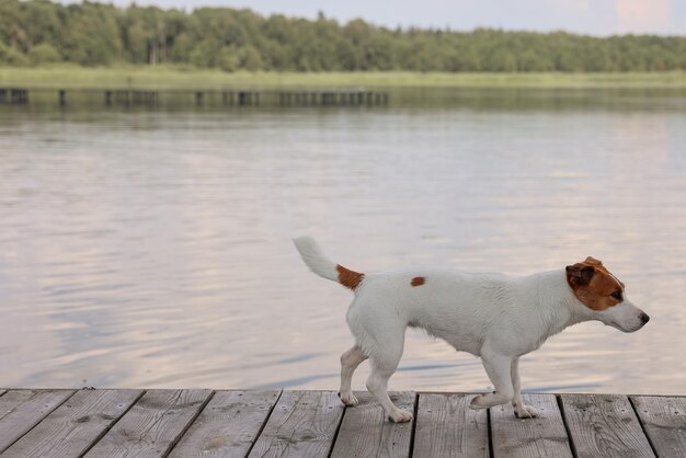 Gros plan chien Jack Russell Terrier