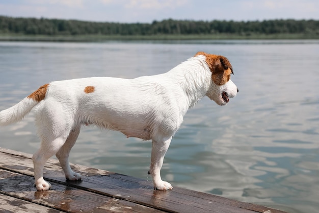 Gros plan chien Jack Russell Terrier