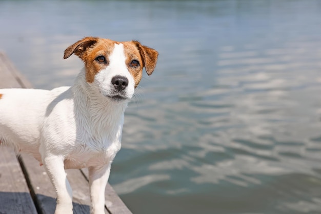 Gros plan chien Jack Russell Terrier