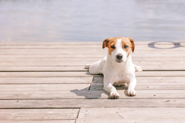 Gros plan chien Jack Russell Terrier