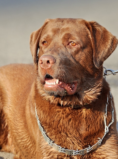 Gros plan de chien labrador chocolat avec collier en métal en laisse.