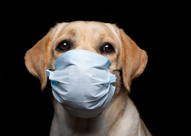 Gros plan d'un chien Labrador Retriever dans un masque médical