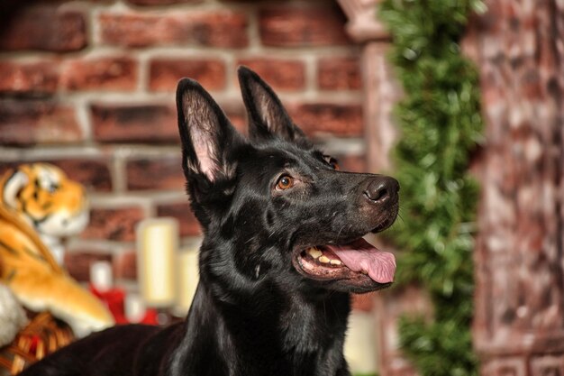 Photo un gros plan d'un chien noir qui détourne le regard.