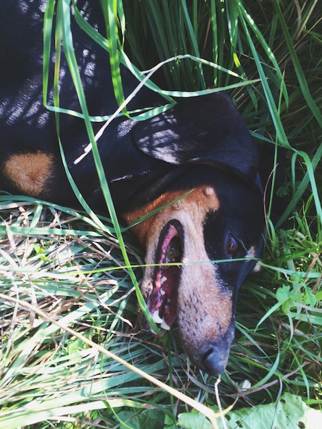 Photo un gros plan d'un chien noir qui sort sa langue.