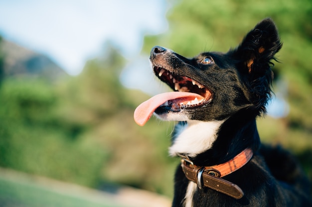 Gros plan d'un chien noir avec sa bouche ouverte