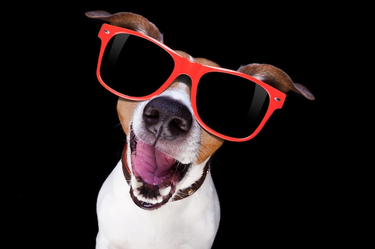 Photo un gros plan d'un chien portant des lunettes de soleil