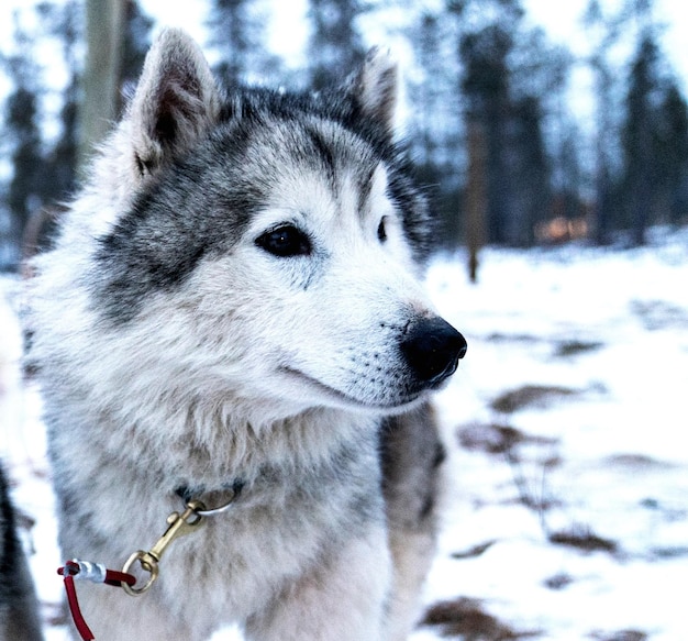 Photo un gros plan d'un chien qui détourne le regard